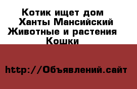 Котик ищет дом - Ханты-Мансийский Животные и растения » Кошки   